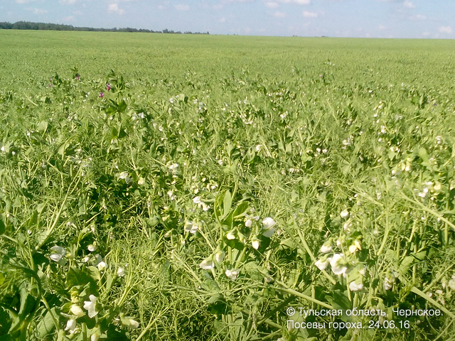 Посевы гороха. Fields of peas in Russia