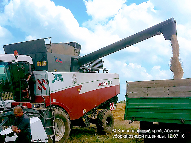 уборка зимней пшеницы, harvesting of winter crops in the Krasnodar region 
