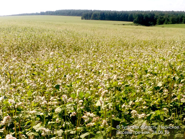Посевы гречихи. Buckwheat fields in Russia